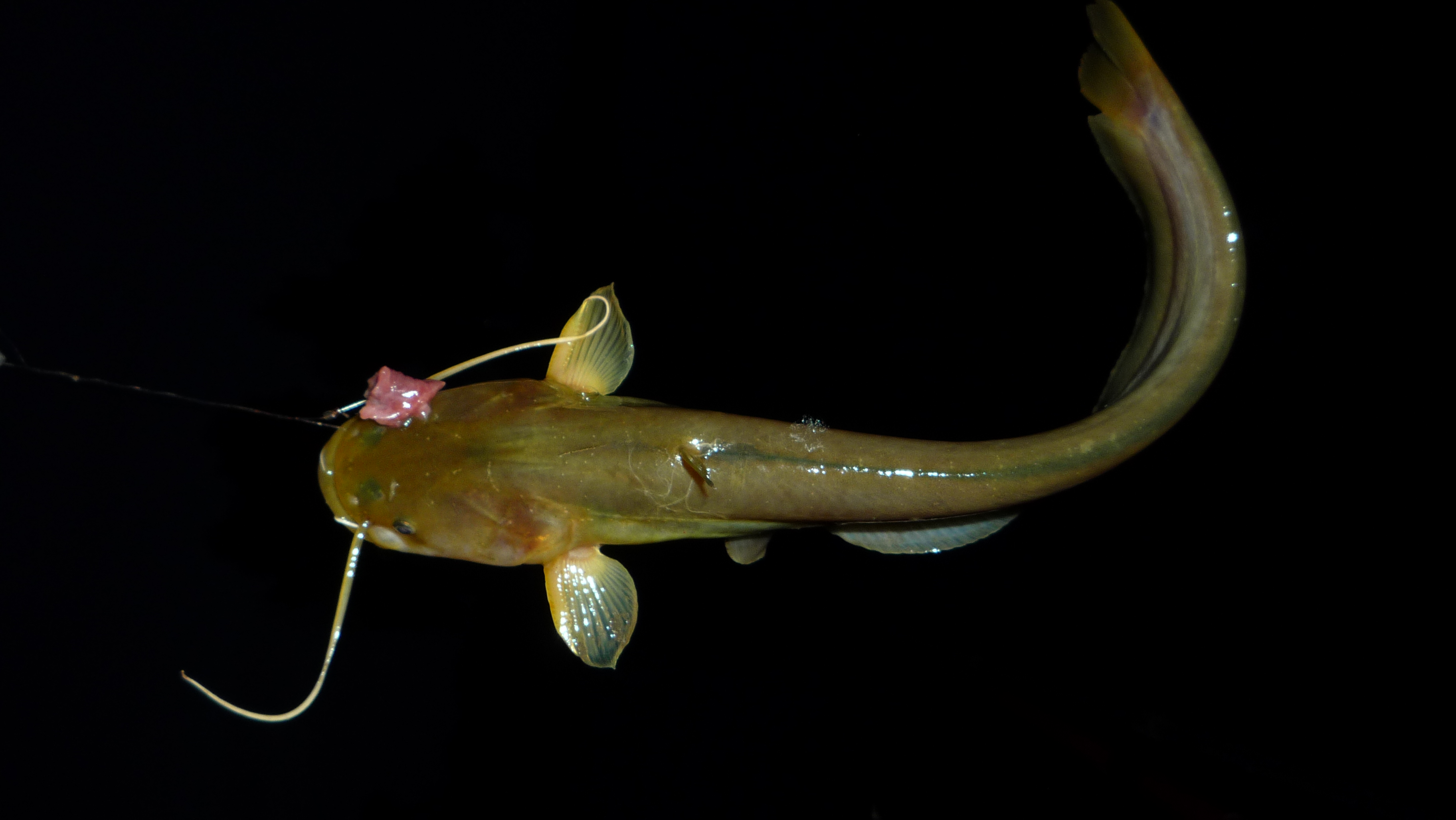 野钓钓饵最佳状态,野钓必备状态饵