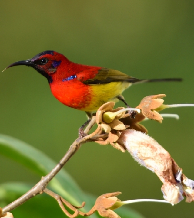 太阳鸟品质,太阳神鸟绝美