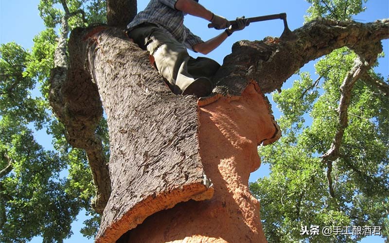 酒塞和橡木桶,木塞和橡木酒塞