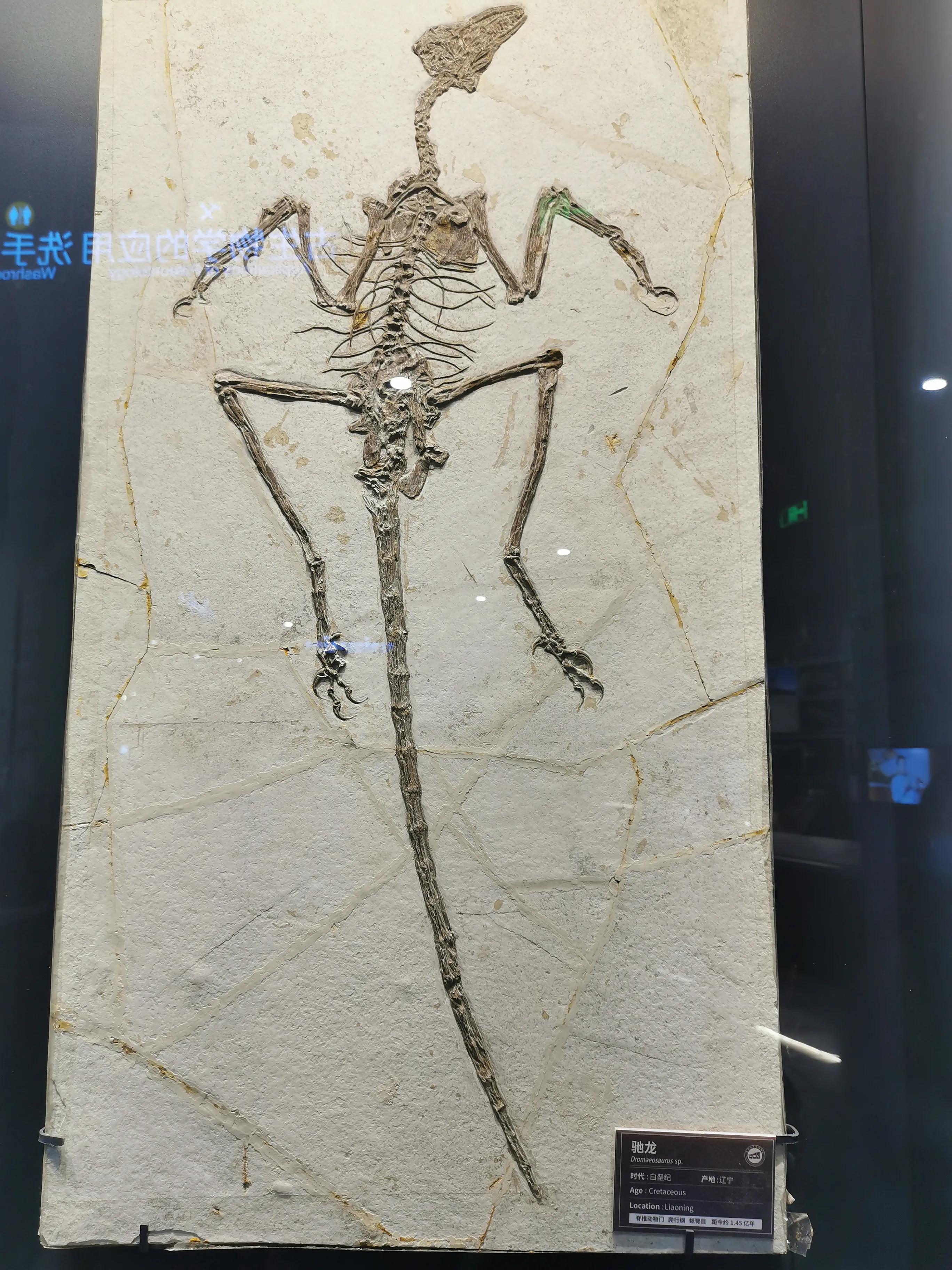 南京古生物博物馆开放时间及门票,南京古生物博物馆作文