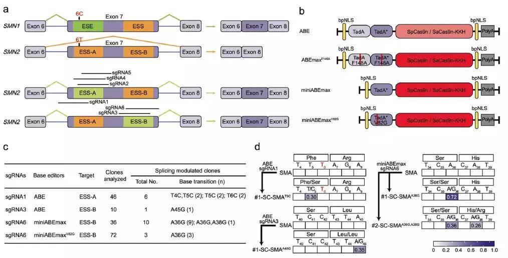 杨辉基因突变研究新消息,中科院杨辉科研团队