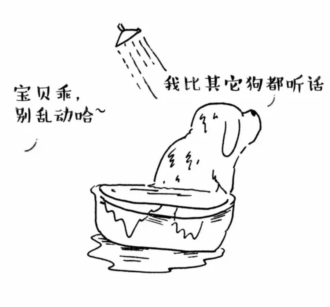 宠物美容学费太贵了,宠物美容的费用为什么这么贵呢