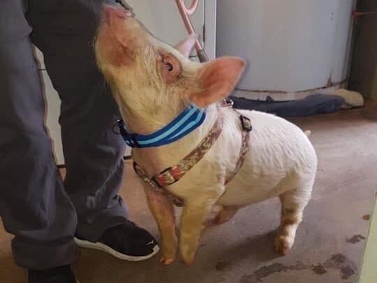 纽约流浪小猪被好心人领养，从此过上奢侈生活：不吃蔬菜爱吃披萨