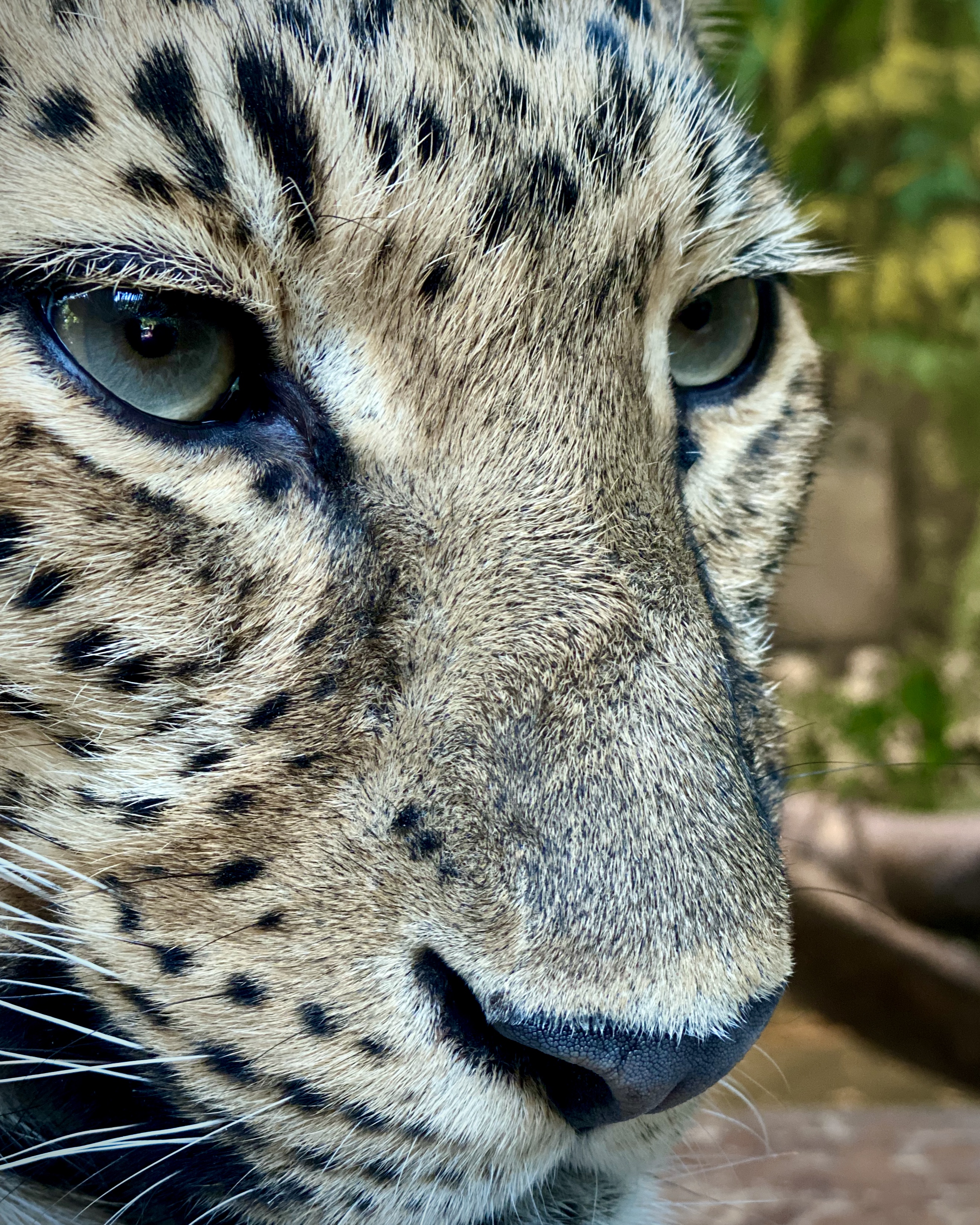 手机拍摄技巧iphone入门,0基础学会iphone拍摄技巧