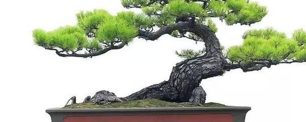 新买的松树可以直接上盆吗,松树盆景上盆后需要遮阳吗