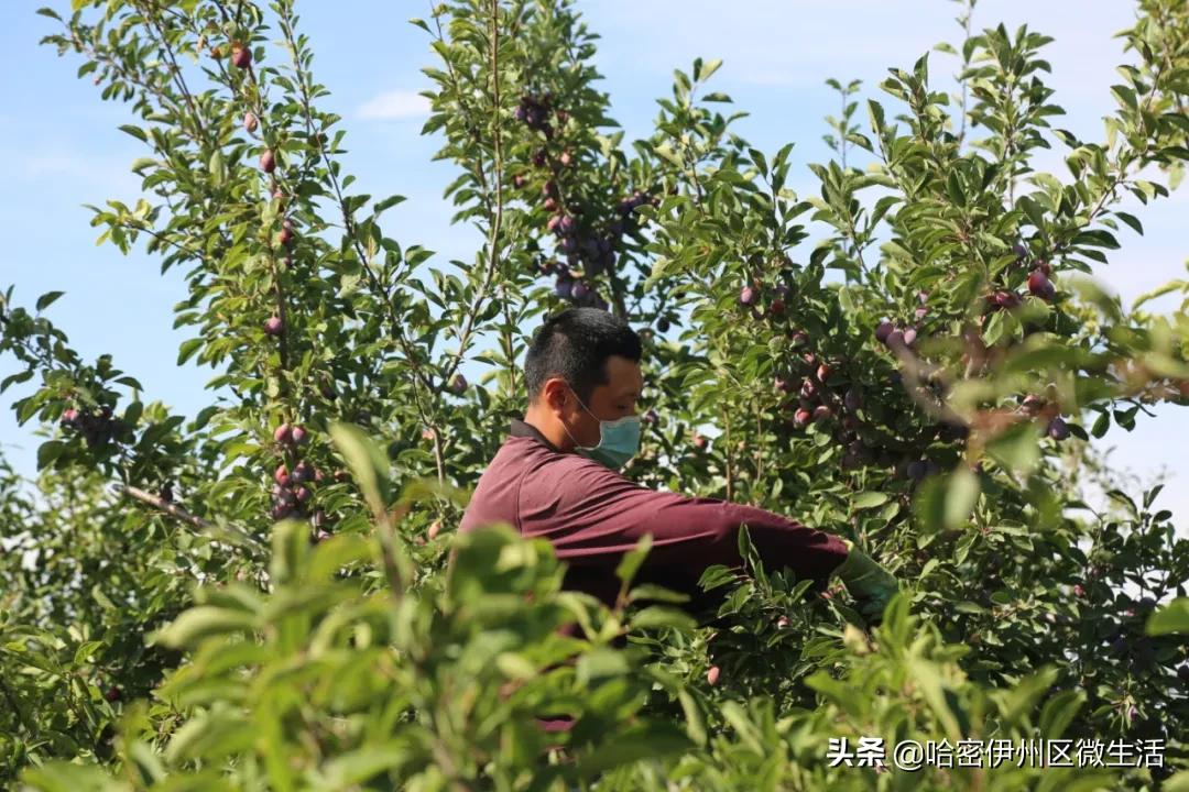 你好！我是一颗来自伊犁的西梅，这是我的名片