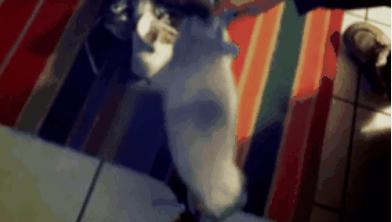 打猫可以纠正猫的坏行为吗,猫犯错了可以关起来吗