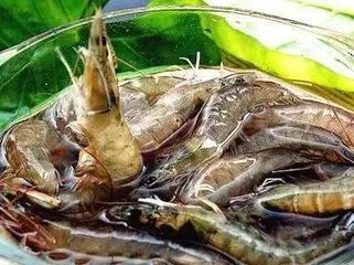 科普虾部位,科普虾类视频