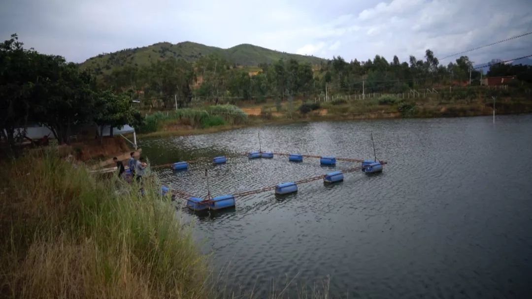 全面清理养殖网箱,水域取缔网箱养殖