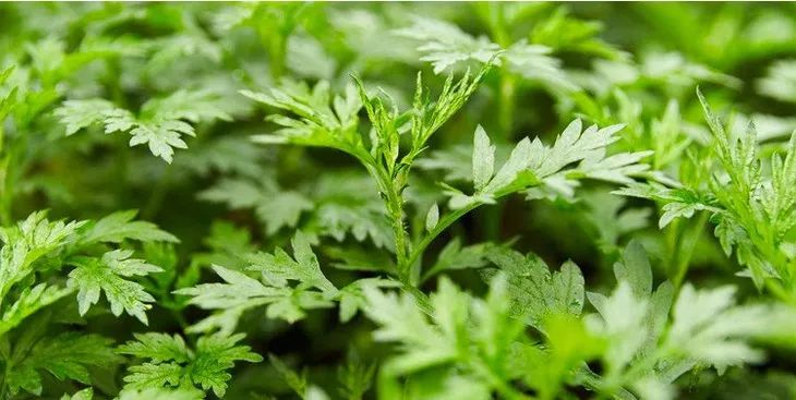 最方便的艾灸神器腹部,腰部艾灸神器