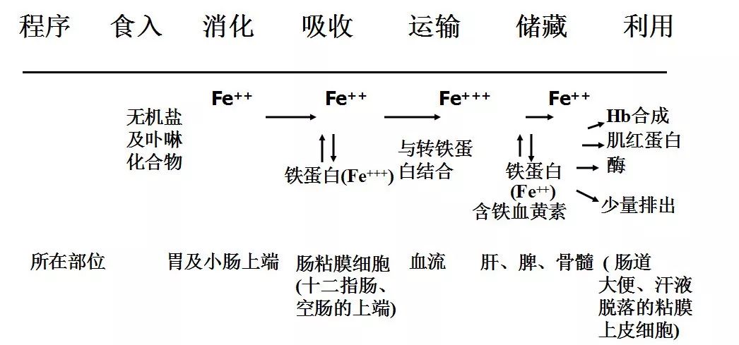 缺铁性贫血吃什么补铁补血最快,缺铁性贫血三餐食谱