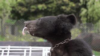 马戏团老虎逃脱后死亡,马戏团老虎脱逃最新结果