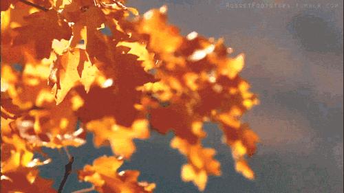 最美秋天诗词原创,诗词秋天