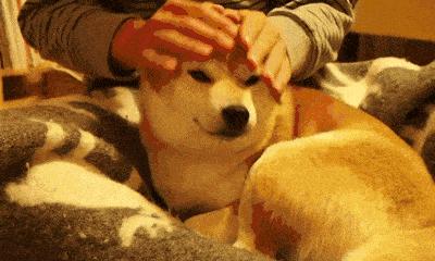 4岁娃肚大如孕妇，体内抽出2斤寄生虫液！铲屎官们注意，这虫能让你“狗带”