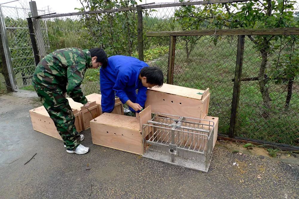 阿拉看环境｜“城市森林中的小生灵”申城有群特殊居民