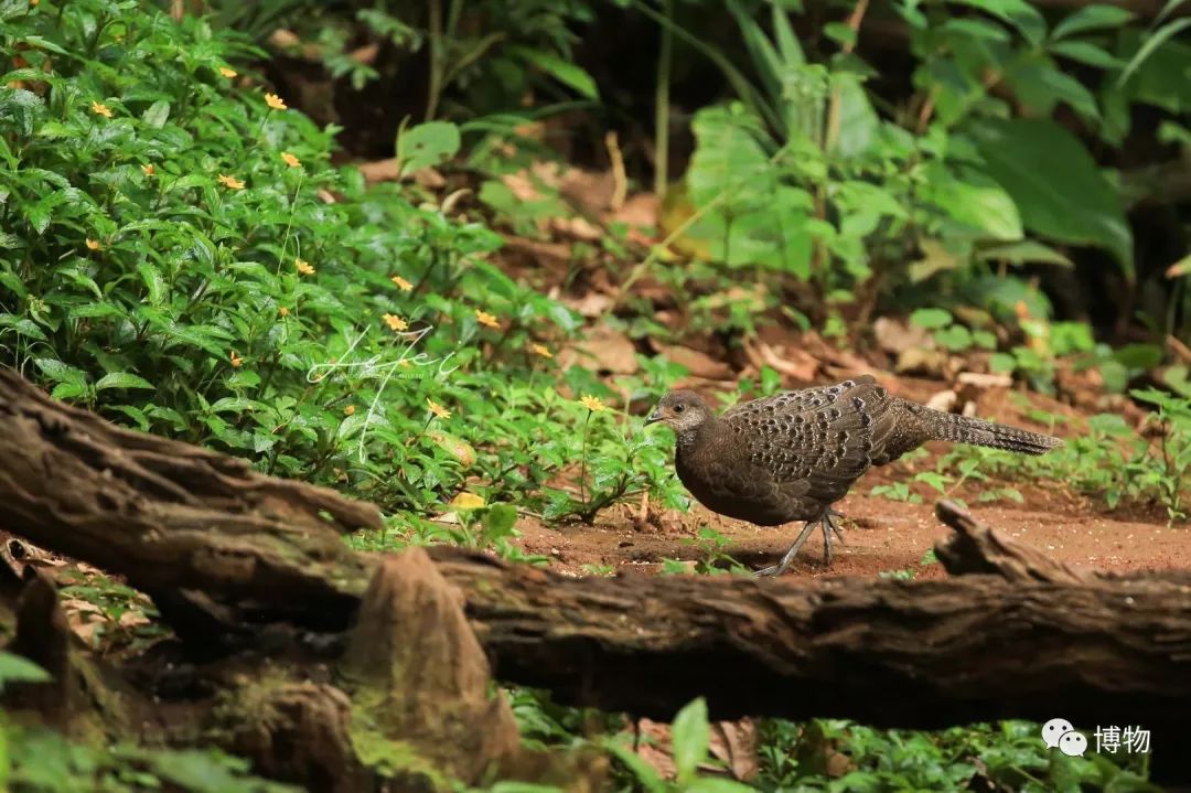 想跟博物一起外出采风？春节我们滇西见