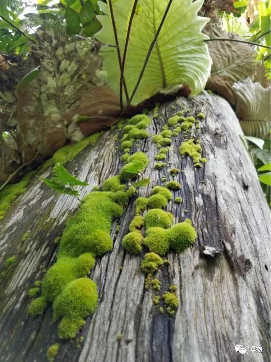 想跟博物一起外出采风？春节我们滇西见