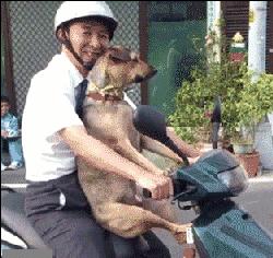 又是遛狗不牵绳！泰迪起身走了两步吓得老人摔成9级伤残，狗主人被判赔20万！