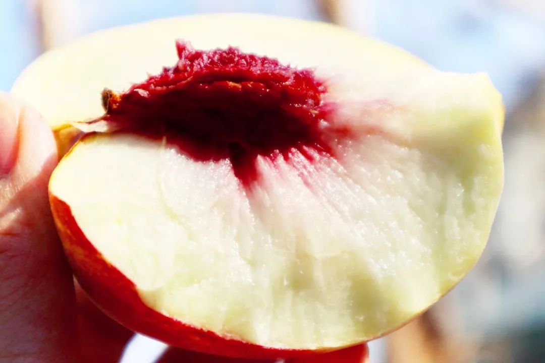 金秋红蜜桃打破吉尼斯世界纪录,金秋红蜜吉尼斯世界纪录