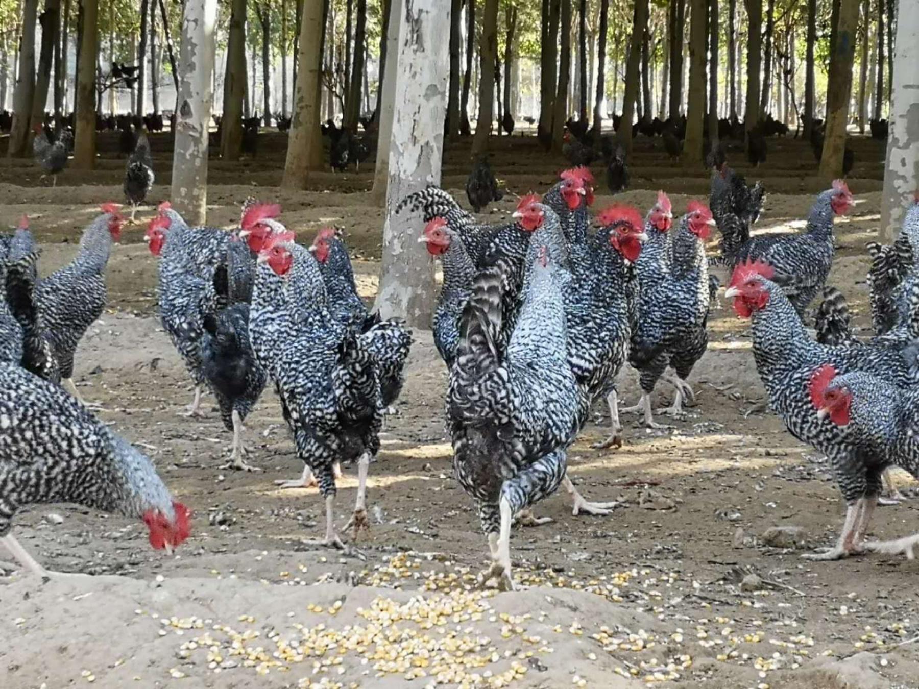 汶上芦花鸡养殖,汶上芦花鸡地方名吃