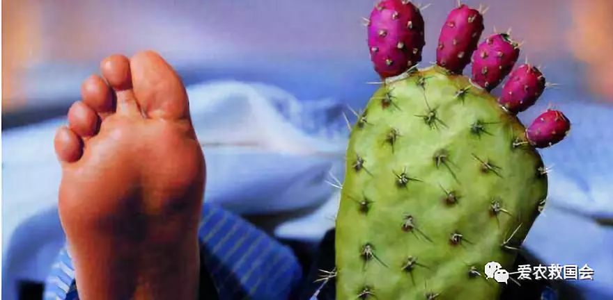 金芷神痛风茶,痛风能喝的茶