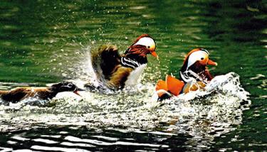 鄱阳湖大地之树怎么形成的,鄱阳湖现大地之树自然景观