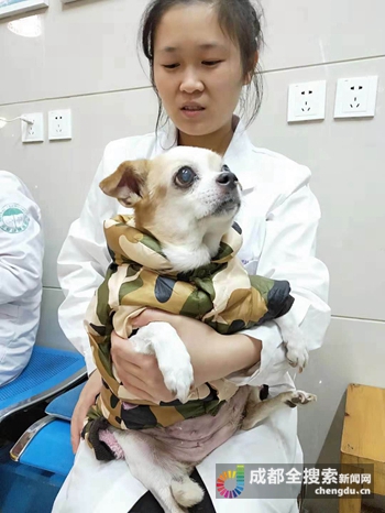 流浪狗吉娃娃肿得像兔子成都市民、宠物医院爱心救治