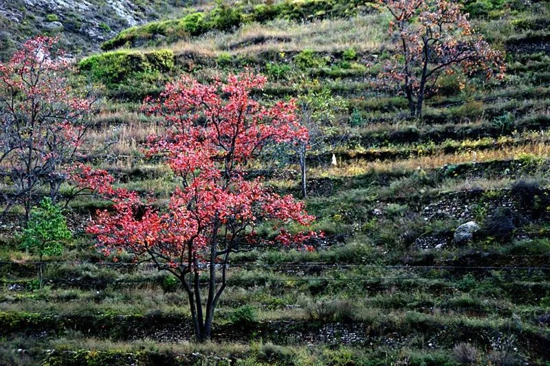 初冬太原附近游玩景点推荐带孩子,太原周边秋景最美的地方