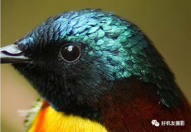 清晰度和锐化对比图,清晰度和锐化两个都需要调整么