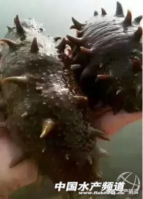 海参最低多少钱一斤,120斤野生海参价格