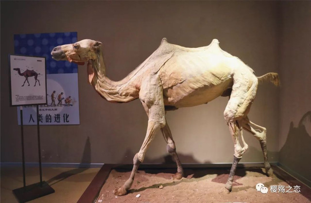 大连金石滩游记,玩转大连金石滩