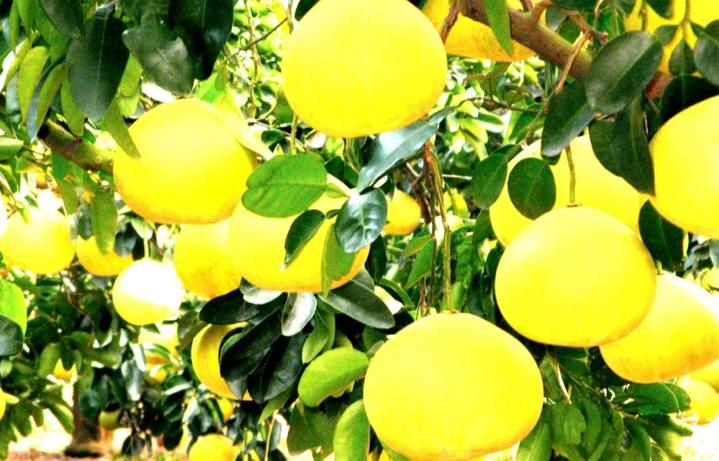 中华第一名柚,柚子中华第一柚