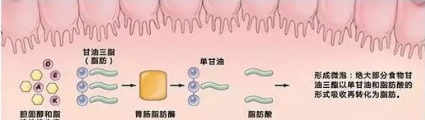 乐坛大佬组团关门“搞副业”，小清新入职报道狂减40斤？