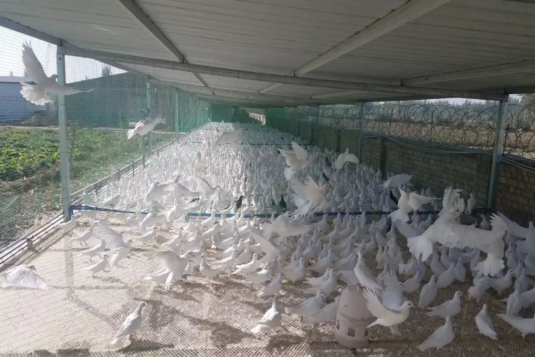 扶贫鸽,扶贫鸽子托起群众致富梦