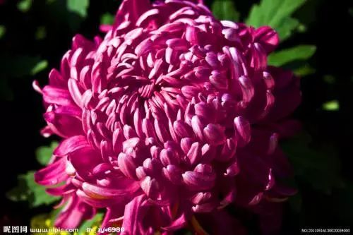 秋日赏菊的诗句,秋日菊花唯美诗句