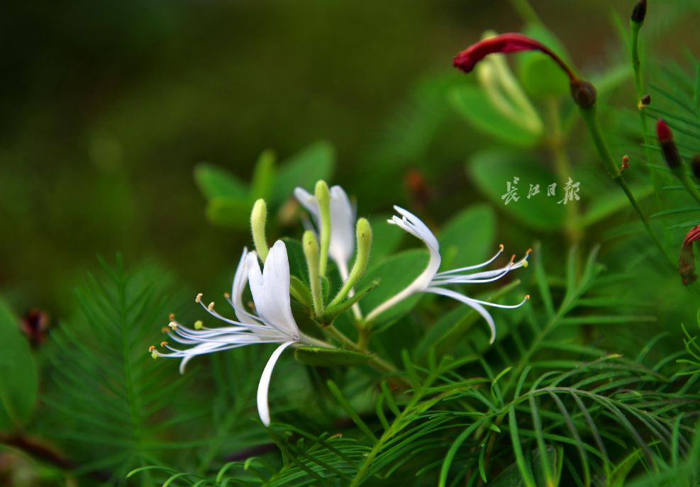 真霸道！小区内“违停”遭物业锁车，交50元才开锁！物业定的“家规”竟还有这些……︱早安武汉