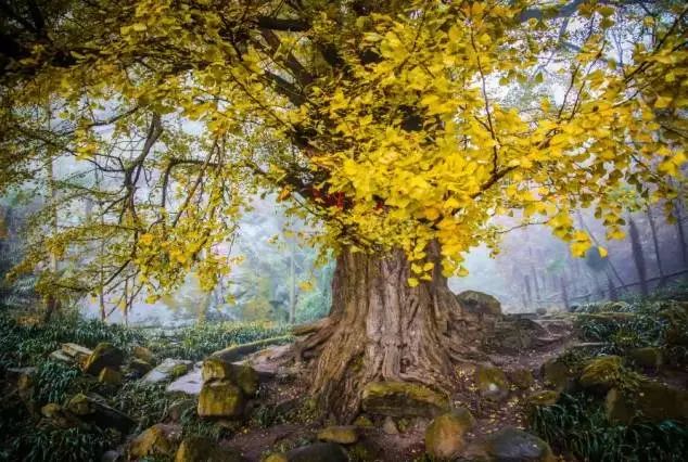 春雨枝头密似鳞，秋风树下落成金——秋日银杏（上）