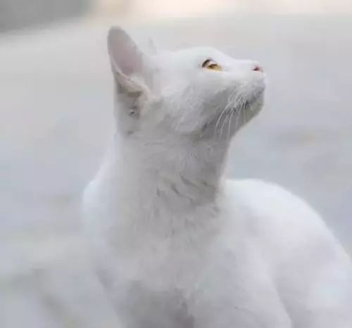 为什么现在年轻人喜欢养猫,为什么现在的年轻人都喜欢养猫咪