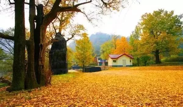 河南秋天红叶最美的地方有哪些,河南秋天最美红叶景区