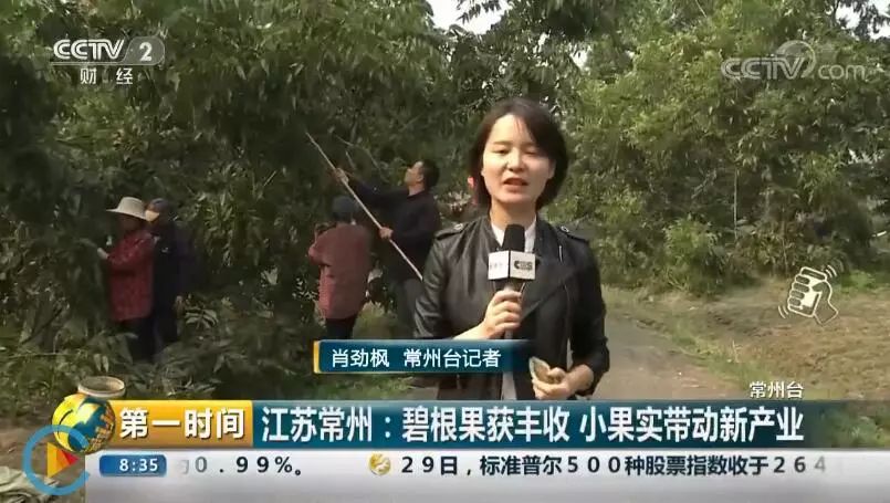 碧根果致富项目,碧根果获丰收小果实带动新产业