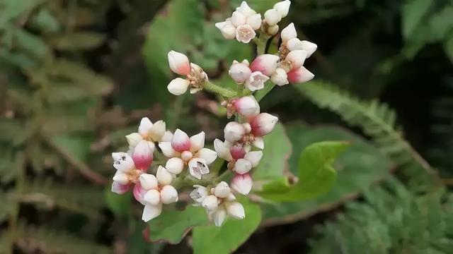 徕卡大光圈镜头,松下lx10对比徕卡相机