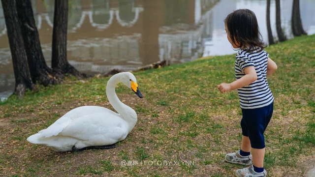 羊驼陪吃早餐，天鹅湖中畅游，藏身北京奥森旁的休憩之地：在之禾