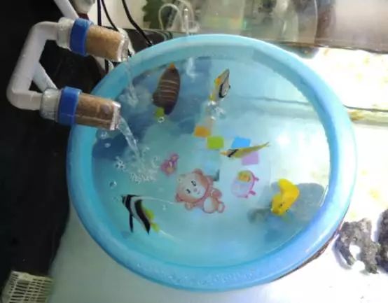 海水鱼小白点病物理治疗,海水鱼白点病怎么快速治疗