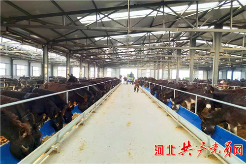 阳原小毛驴产业 (阳原小毛驴养殖)