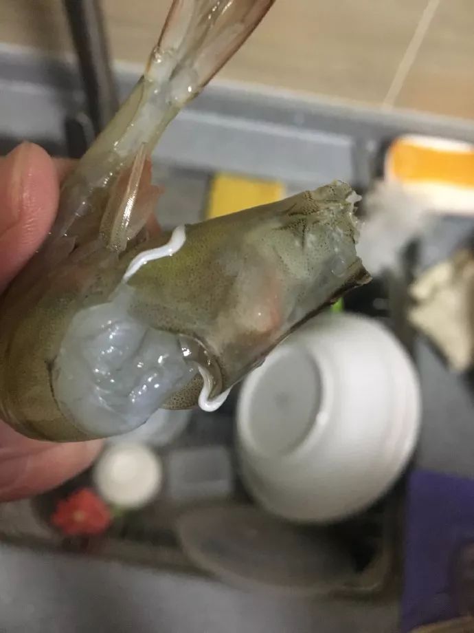 虾背有白线是寄生虫吗,虾头里的白线是寄生虫吗