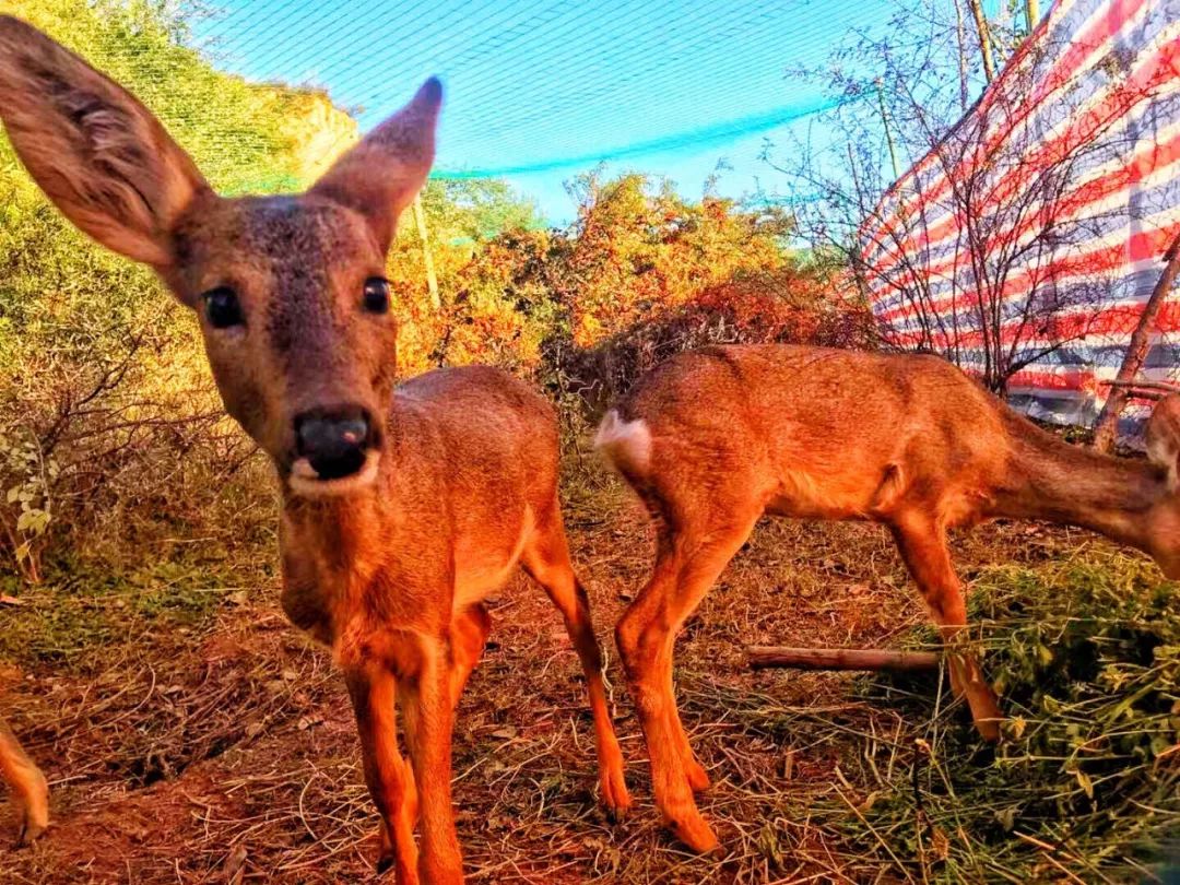 为啥救助狍子要捂眼睛,你们救过的小动物来报恩了吗