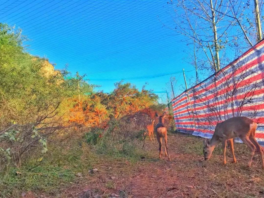 为什么救助狍子要用白布捂眼睛,救助狍子该送哪里