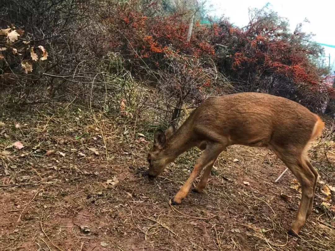 为什么救助狍子要用白布捂眼睛,救助狍子该送哪里