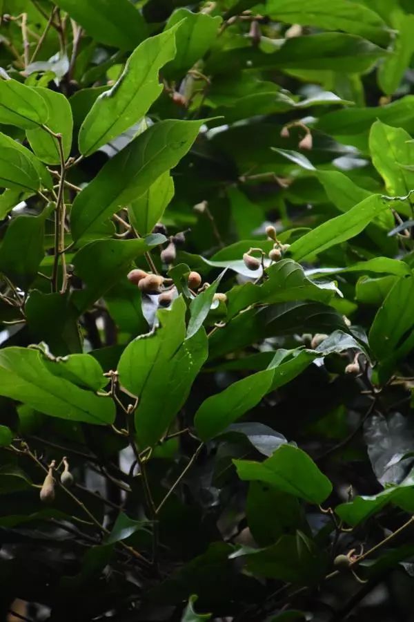 海南尖峰岭植物,海南尖峰岭国家森林公园问题