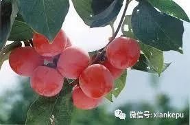 柿子被称为“果中圣品”，吃柿子应该注意啥？